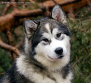 sasha-6luni6