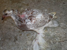 SANY0049