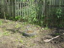 5 iulie 2011 015