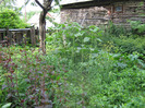 5 iulie 2011 028