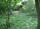 5 iulie 2011 030