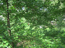 5 iulie 2011 032