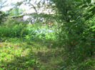 5 iulie 2011 033