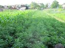 5 iulie 2011 042