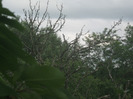 5 iulie 2011 056