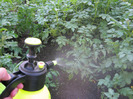 5 iulie 2011 057