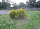 5 iulie 2011 075