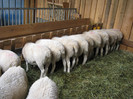 ritzberger- oile dorper din spate