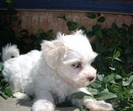 maltese