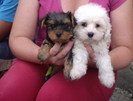 yorky si maltese