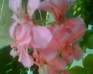 Picture 210