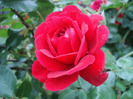 Rose Blaze Superior (2011, July 01)