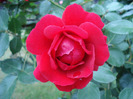Rose Blaze Superior (2011, July 01)