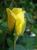 Rose Golden Showers (2011, July 03)