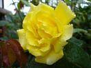 Rose Golden Showers (2011, July 03)