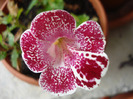 Mimulus_Monkey Flower (2011, Jul.03)