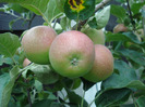 Apples_Mere Summer Red (2011, Jul.01)