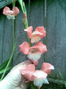 gladiola comuna