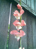 Imag008