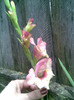 Imag009