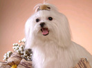 bichon maltese 01