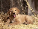 baily_golden-retriever-puppy