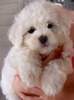 bichon1