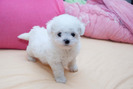 bichon frise-superb