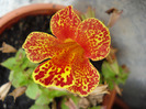 Mimulus_Monkey Flower (2011, Jul.06)