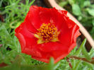 Portulaca grandiflora (2011, July 06)