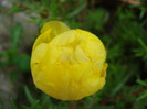 Portulaca grandiflora (2011, July 06)