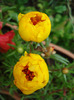 Portulaca grandiflora (2011, July 06)