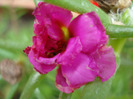 Portulaca grandiflora (2011, July 06)