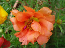 Portulaca grandiflora (2011, July 06)
