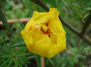 Portulaca grandiflora (2011, July 06)