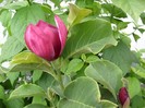 Magnolia Genie vara 2011