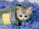 65_Cute_Cats_Wallpapers_HQ__1600x1200__www.HQPictures.tk-2.jpg_Cat_26