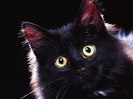 65_Cute_Cats_Wallpapers_HQ__1600x1200__www.HQPictures.tk-6.jpg_Cat_17