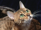 65_Cute_Cats_Wallpapers_HQ__1600x1200__www.HQPictures.tk-7.jpg_Cat_4