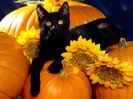 65_Cute_Cats_Wallpapers_HQ__1600x1200__www.HQPictures.tk-11.jpg_Cat_44
