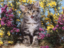 65_Cute_Cats_Wallpapers_HQ__1600x1200__www.HQPictures.tk-13.jpg_Cat_13