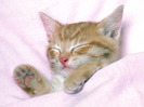 65_Cute_Cats_Wallpapers_HQ__1600x1200__www.HQPictures.tk-15.jpg_Cat_49