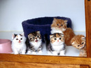 65_Cute_Cats_Wallpapers_HQ__1600x1200__www.HQPictures.tk-18.jpg_Cat_54