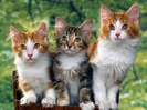 65_Cute_Cats_Wallpapers_HQ__1600x1200__www.HQPictures.tk-20.jpg_Cat_63