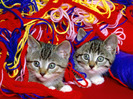 65_Cute_Cats_Wallpapers_HQ__1600x1200__www.HQPictures.tk-23.jpg_Cat_28