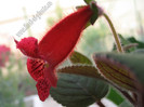 New - Kohleria Yfs Lucica 2