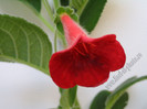 New - Kohleria Tjurig Bjorn 2