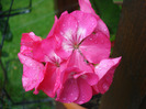 Orbit geranium Violet, 03jul2011