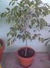 ficus benjamin cu alb pe margine