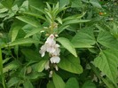 balsamina